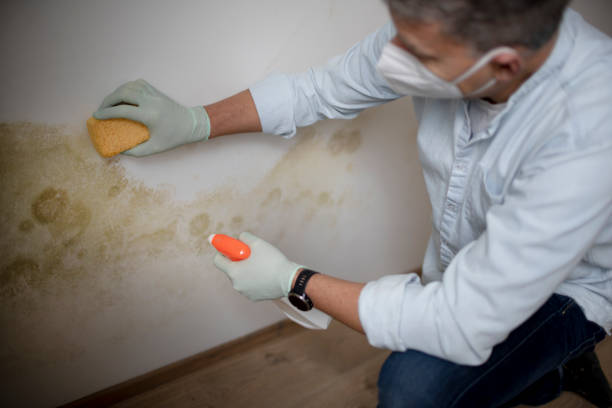 Office Mold Removal Services in Bloomsburg, PA